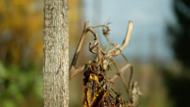 Tomato fungi mold drought dry soil ground land earth rotten farm farming bio organic rot rust vegetables plant cultivation greenhouse moss detail closeup mildew mould tomatoes harvest fruit growth red — Stock Video