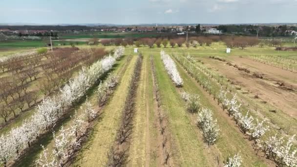 Orchard δαμάσκηνα κερασιές Prunus domestica άνθισε άνοιξη κηφήνας κήπο εναέρια πάνω από ανθίζοντας αγρόκτημα βιολογικής βιολογικής γεωργίας οπωρώνα λευκό ανθίζουν ξύλο, Βιώσιμη ανάπτυξη οικολογία γεωργία Ευρωπαϊκή — Αρχείο Βίντεο