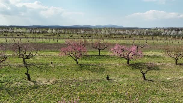 Drzewa brzoskwiniowe sad Prunus persica kwitnął wiosenny ogród dron antena nad kwitnącą farmą bio rolnictwa ekologicznego nektaryn sad różowy kwitną drzewa, zrównoważony rozwój ekologia rolnictwa Czeski — Wideo stockowe
