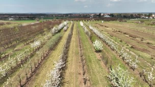 Boomgaard kersenbomen Prunus domestica bloeide lentetuin drone antenne boven bloeiende boerderij bio biologische landbouw boomgaard witte bloei hout, Duurzame ontwikkeling ecologie landbouw Tsjechische — Stockvideo