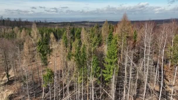 Les za ohněm plamen dron vzdušné sucho suchá černá hlína zem vegetace divoký porost zelená přírodní katastrofa spálené stromy kůra brouk výstřel škůdce Ips typografie mrtvý, smrk bast strom český — Stock video