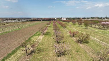 Meyve bahçesi şeftali ağaçları çiçek açtı Prunus persica bahar bahçesi drone anten çiftliğin üzerinde organik tarım nektarin bahçesi pembe çiçek ağacı, sürdürülebilir gelişim ekolojisi Çek tarım