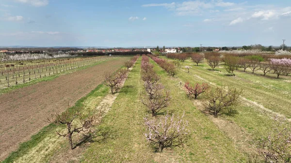 Meyve bahçesi şeftali ağaçları çiçek açtı Prunus persica bahar bahçesi drone anten çiftliğin üzerinde organik tarım nektarin bahçesi pembe çiçek ağacı, sürdürülebilir gelişim ekolojisi Çek tarım