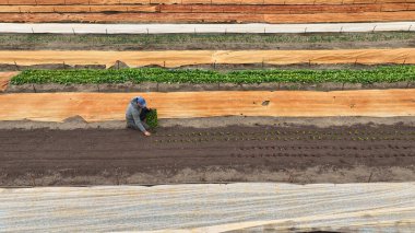 OLOMOUC, CZECH REPUBLIC, APRIL 17, 2022: Pancar kökü kırmızısı Beta vulgaris tohumu biyo çiftçi bahçıvan sebze bahçesi yaprağı bitki örtüsü sera havacılığı hava aracı bitki örtüsü