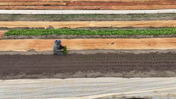 OLOMOUC, CZECH REPUBLIC, APRIL 17, 2022: Planting beetroot red Beta vulgaris seedling bio farmer farming gardener vegetable farm garden leaf table plant bio greenhouse drone aerial plantation — Vídeos de Stock