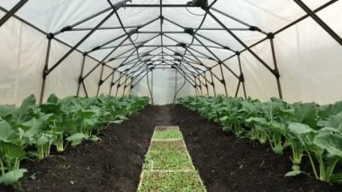 Kohlrabi sera örtüsü havacılık çiftliği hasat arazisi şalgam bahçesi organik Brassica oleracea gongylodes taze kabak taze kabak, çamur ıslatma, köy.