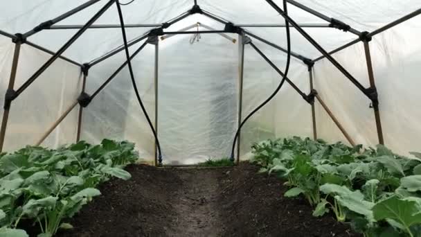 Kohlrabi greenhouse folio field aerial drone farm farming harvest land turnip white garden bio organic Brassica oleracea gongylodes gourd fresh cucumiform fruits vegetables, mud wetting, village — Video