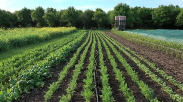 Carota stelo campo radice azienda agricola foglie foglia verde verdura coltivazione Daucus carota aereo drone raccolta terra arancio rosso giardino bio zucca biologica fresco cetrioli frutti coltivati, file colture pianta — Video Stock