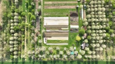 Biyolojik çiftçilik tarım çiftliği çiftliği meyve çiftliği drone hava aracı video görüntüsü yaprak kıvırcık lahana lahana kış bitkisi biyolojik seradan organik tarım sebzeleri mayıs ağaçları çiçek açıyor