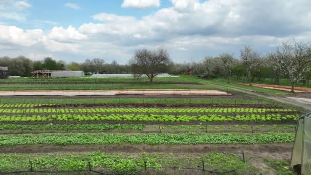 Bio gård jordbruk jordbruk trädgård jordbrukare frukt träd drönare antenn blad sallad grön Lactuca sativa biojordbrukare jordbruk växthus folio och jordbruk gård trädgård frukt skörd blad Europa — Stockvideo