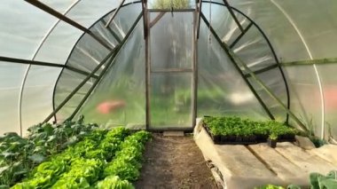 Yeşil marul kohlrabi sera yaprağı çiftliği havacılık çiftliği hasat arazisi şalgam bahçesi organik Brassica oleracea gongylodes sukabağı taze cucumiform meyve sebzeleri