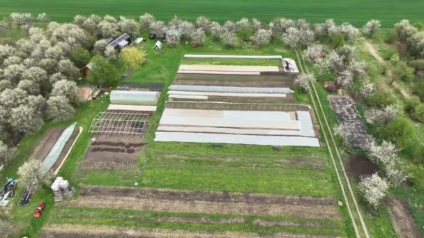 Azienda agricola biologica orto agricolo agricoltore albero da frutto drone aereo foglia cavolo rapa spinaci Spinacia Brassica oleracea gongylodes bio serra foglio azienda agricola giardino raccolto foglia — Video Stock