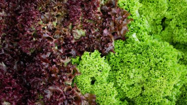 Kıvırcık marul yaprakları taze market Lollo Bionda yeşili, kırmızı Rossa Lactuca sativa yaprağı biyo çiftçi tarım çiftliği doğal bitki sera organik tarım sebzeleri bırakır.