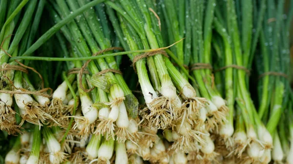 Onion harvest fresh market shop spring sibies scallion food stem stalk Allium cepa thick bulb common organic plant young vegetables sprout grows ground bio farmer farming agricultural garden — Foto Stock