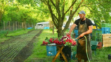 OLOMOUC, CZECH REPUBLIC, 20 Mayıs 2022: Turp soğan suyu, çiftçi işçisi jeti, biyolojik hasat, durulama, taze çiftlik sebzeleri, bahar pazarı, soğan sapı, soğan sapı, çiftçilik.