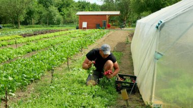 OLOMOUC, CZECH REPUBLIC, 20 Mayıs 2022: Turp biyolojisi hasat eden çiftçi el hasadı kutusuna koyuyor taze çiftlik sebzeleri topluyor organik sebze pazarı bahar sapı kök kalınlığında tarım sandığı.