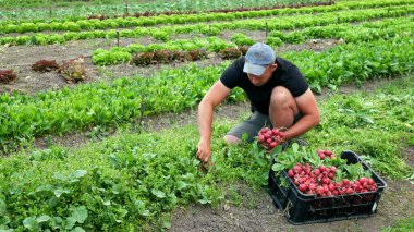 OLOMOUC, CZECH REPUBLIC, 20 Mayıs 2022: Çiftçi turp biyo-işçi hasat eli hasat etmek, taze toplanmış taze çiftlik sebzeleri, organik sebze pazarı bahar sapı kök kalınlığında tarım sandığı içine koyar