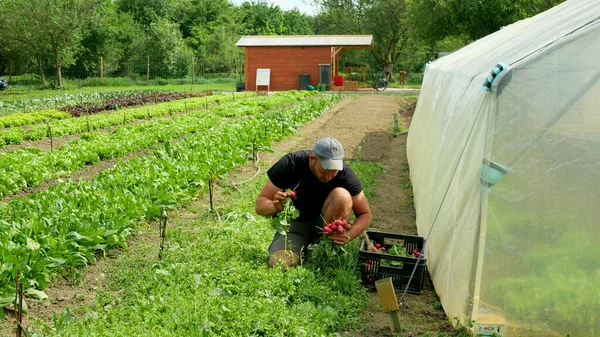 OLOMOUC, CZECH REPUBLIC, 20 Mayıs 2022: Turp biyolojisi hasat eden çiftçi el hasadı kutusuna koyuyor taze çiftlik sebzeleri topluyor organik sebze pazarı bahar sapı kök kalınlığında tarım sandığı.