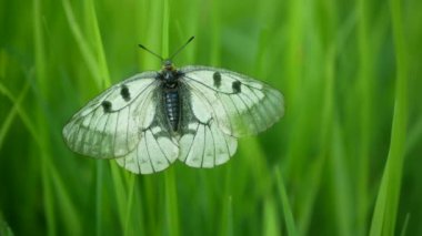 Bulutlu apollo Parnassius mnemosyne kelebeği kök bitki çiçeği, kırlangıç kelebeği, böcek kuyruğu kelebekleri yakın plan kanatları beyaz çayırlar, nesli tükenmekte olan türler kırlangıç kuyruğu