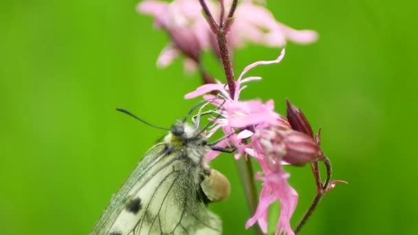 Zachmurzony Apollo Parnassius Mnemosyne Motyl Ssać Nektar Kwiat Meidae Spink — Wideo stockowe