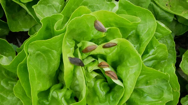 Spanish Slug Pest Arion Vulgaris Snail Parasitizes Leaf Green Lettuce — Stock Photo, Image