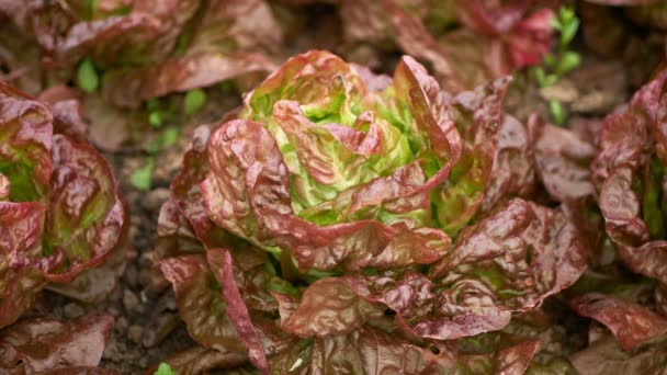 Bio Butterhead Skörd Jordbrukare Odling Växthus Folio Och Jordbruk Gård — Stockvideo