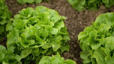 Biyolojik yeşil meşe yaprağı hasat çiftçisi sera yaprağı çiftliği ve tarımsal çiftlik bahçesi toplanmış yaprak kırmızısı marul Lactuca sativa yiyeceği Verona doğal bitkisi biyolojik sera organik bitki bırakıyor