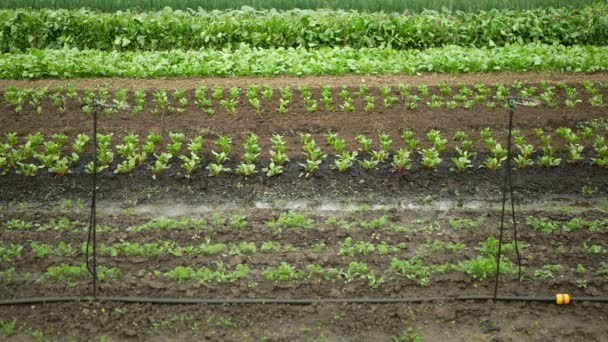 Plantation Betterave Gicleurs Rouges Champs Irrigation Robot Arrosage Automatique Tuyau — Video