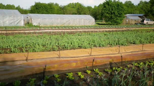 Jordbruk Biojordbruk Lantbruk Trädgård Sittande Lekplats För Barn Café Butik — Stockvideo