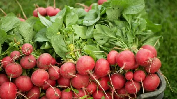 Čerstvá Ředkvička Sklizeň Zeleniny Trhu Obchod Raphanus Raphanistrum Bedna Výhonky — Stock video