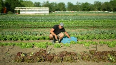 Marul biyo yeşil meşe yaprağı Lactuca sativa hasat çiftçisi işçi el ile taze biyo hasat çiftliği taze sebze topladı kutu market paketlerine koydu bahar sapı kökünü kökünden kopardı