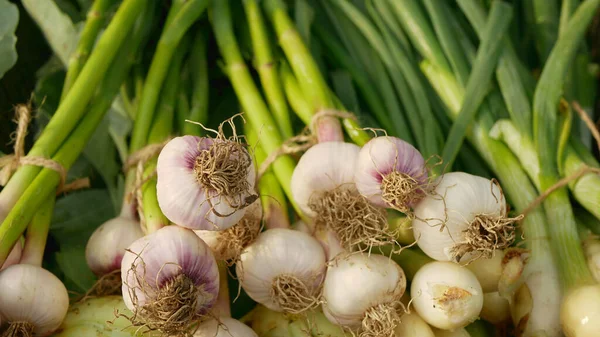 Ajo Cebolla Cosecha Manojo Fresco Mercado Tienda Allium Sativum Primavera —  Fotos de Stock