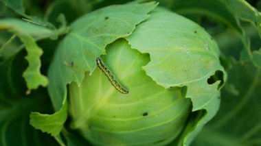 Tırtıl lahanası kelebek tarlası büyük beyaz yaprak ısırığı delikleri kemirgen yeşil güve yiyor. Sütyen ekinleri asalak, parazit, tarım bahçesi biyolojik organik Brassica oleracea var.