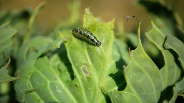 Raupe Kohl Schmetterlingsfeld Große Weiße Blatt Gebissen Löcher Essen Naschen — Stockvideo