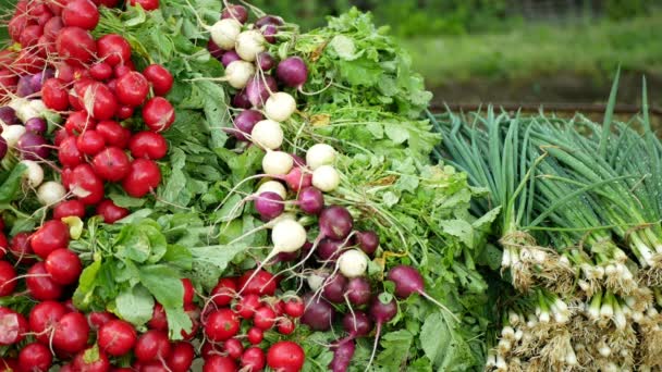 Radish Cebula Bio Zbiory Gospodarstwo Świeże Warzywa Market Sklep Raphanus — Wideo stockowe