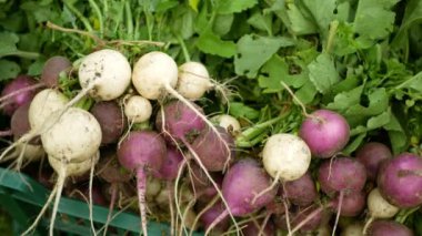 Fresh radish harvest vegetables harvesting on the market shop Raphanus raphanistrum root white Albena and purple Viola sprout grows ground bio farmer farming agricultural farm garden ecology