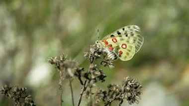 Apollo dağı Parnassius apollo kelebeği kök bitki çiçeği, kelebekler, vahşi yaşam böceği detayı yakın plan, beyaz kırmızı altın kanatlar, bozkır bozkırları ve orman, nesli tükenmekte olan