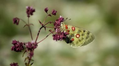 Apollo dağı Parnassius apollo kelebeği kök bitki çiçeği, kelebekler, vahşi yaşam böceği detayı yakın plan, beyaz kırmızı altın kanatlar, bozkır bozkırları ve orman, nesli tükenmekte olan