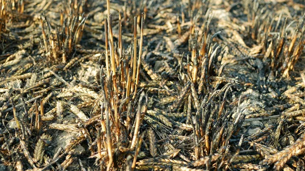 Fields Fire Flame Barley Hordeum Vulgare Blaze Wild Drought Dry — Fotografia de Stock