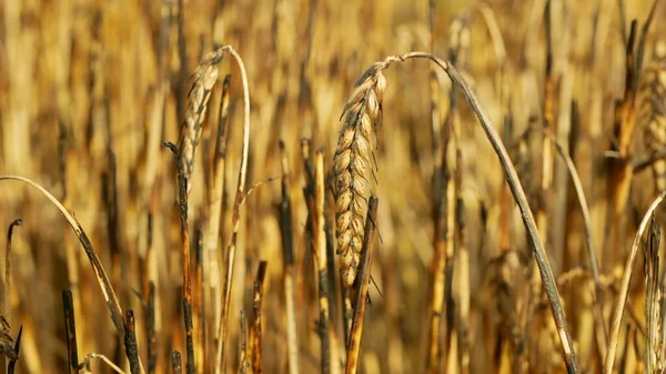 Fields Fire Flame Barley Heat Ears Hordeum Vulgare Blaze Wild — Stock Photo, Image