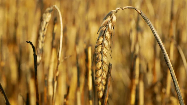 Fields Fire Flame Barley Heat Ears Hordeum Vulgare Blaze Wild — Stock Photo, Image