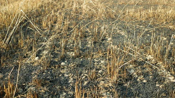 Fields Fire Flame Barley Hordeum Vulgare Blaze Drone Aerial Wild — Stockfoto