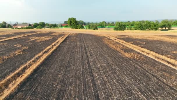 Fields Fire Flame Barley Hordeum Vulgare Blaze Drone Aerial Wild — Stockvideo