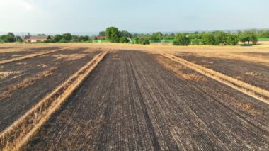 Fields Fire Alevli Arpa Hordeum Vulgare sonra yangın drone 'lar vahşi hava kuraklığı kara toprak kuru kara toprak felaket hasarı bitkisel tahıllar yanmış doğal afetler