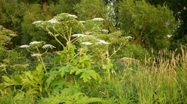 Dev yaban domuzu Herakleum mantegazzianum çiçeği açan çiçek açan çember çiçekleri, batılı bal arısı uçan böcekler toplanan testere achenleri, Avrasya 'nın istilacı Kafkasya bölgesi maydanoz hogsbane.