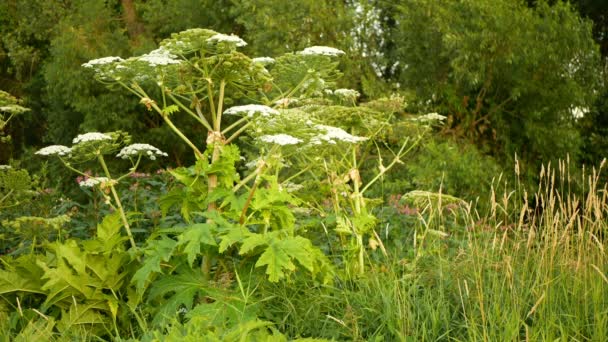 Giant Hogweed Heracleum Mantegazzianum Bloom Flower Blooming Blossom Cartwheel Flower — стоковое видео