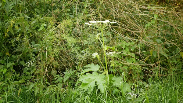 Giant Hogweed Heracleum Mantegazzianum Bloom Flower Blooming Blossom Cartwheel Flower — Stock Photo, Image