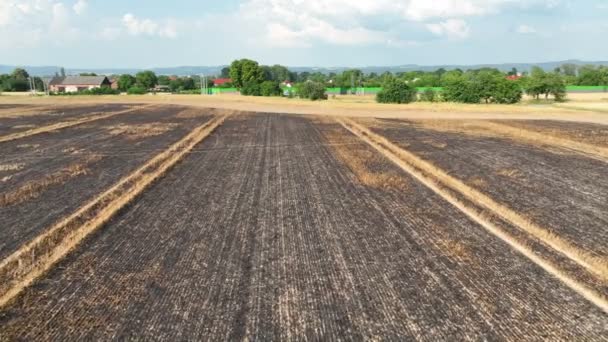 Fields Fire Flame Barley Hordeum Vulgare Blaze Drone Aerial Wild — 비디오