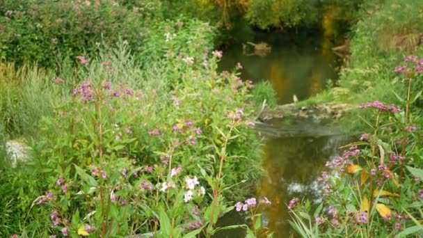 Himalayan Balsam Impatiens Glandulifera Bloom Flower Pink Blossom Ornamental Touching — Stock video