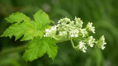 Giant hogweed Heracleum mantegazzianum bloom flower blooming blossom cartwheel-flower, western honey bee flying insects collect saw achenes, invasive Caucasus region of Eurasia cow parsley hogsbane